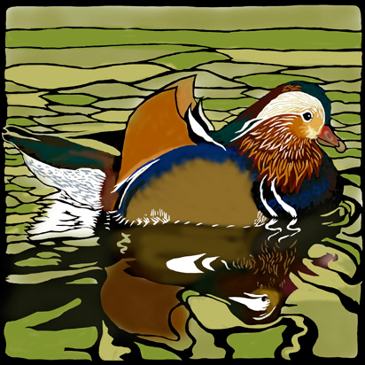 mandarin duck picture